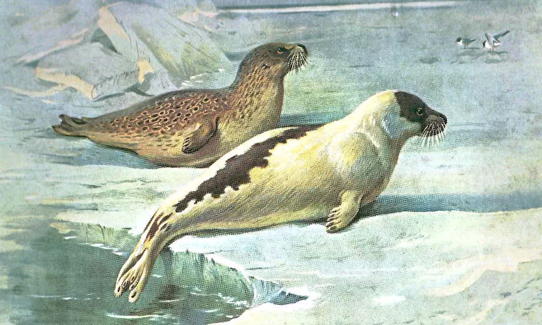 Ringed and Harp seals