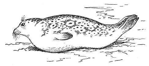 Ringed seal lineart
