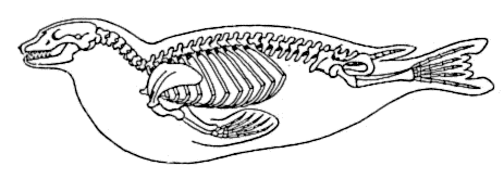 Seal skeleton