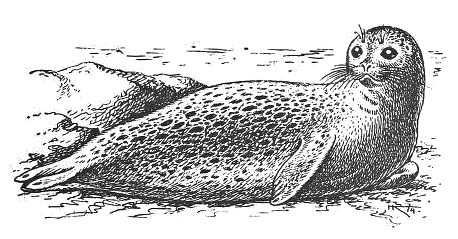 common seal lineart