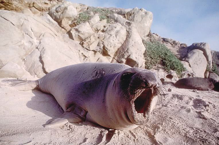 Bull Male Elephant Seal