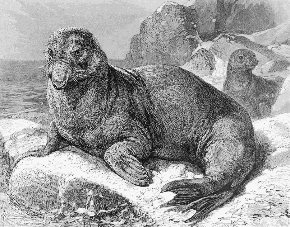 Elephant seal lineart 2
