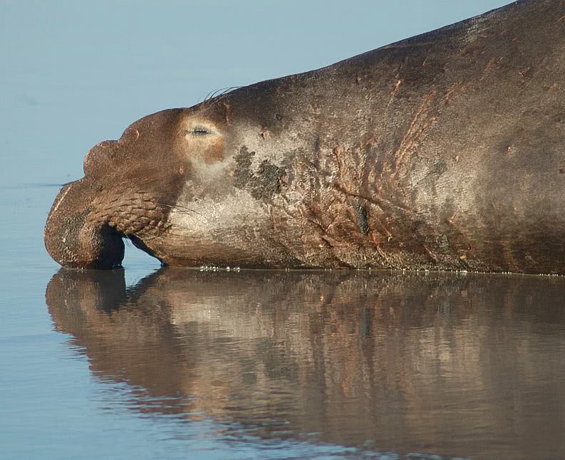 Sea elephant snout