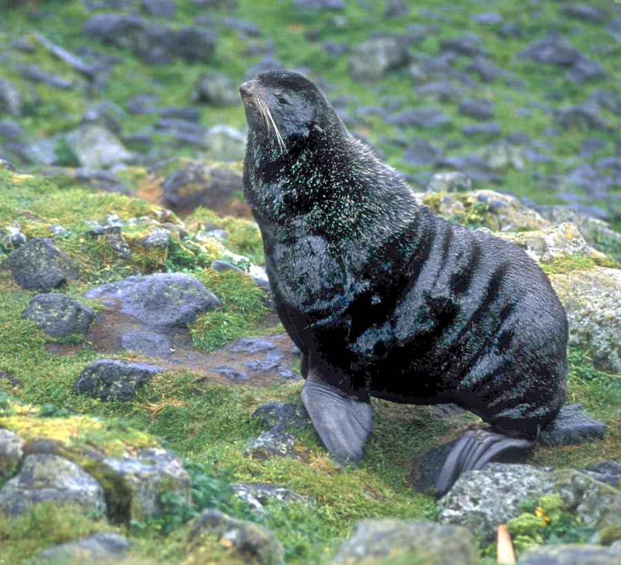 Fur seal on land