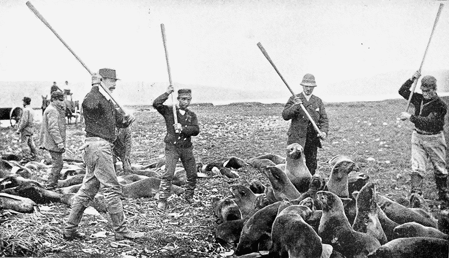 Killing fur seals 1890
