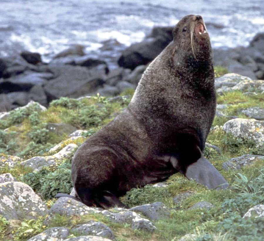 Northern fur seal  Callorhinus ursinus