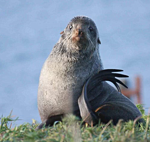 Northern fur seal on grass
