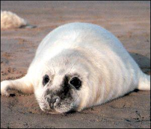 Grey seal juvenile