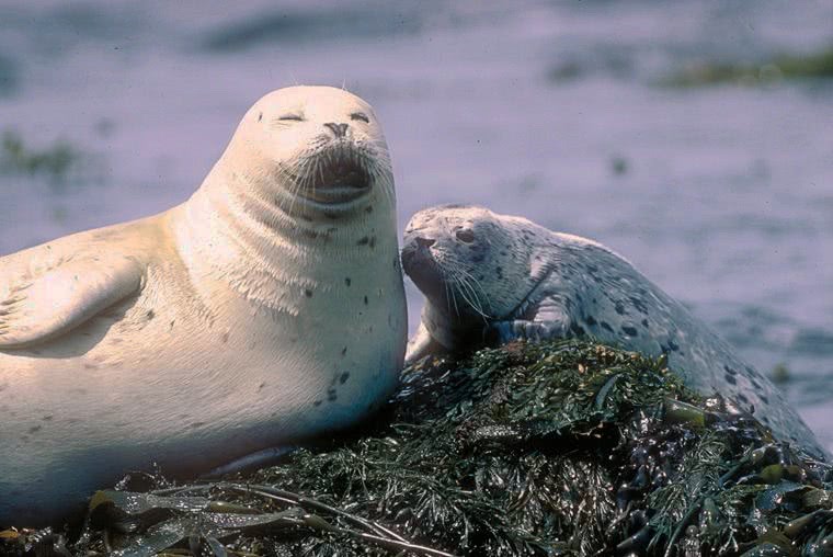 Harbor seal w pup