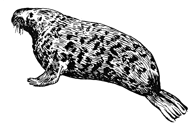 Hooded seal BW