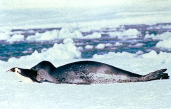 Leopard seal attacking penguin