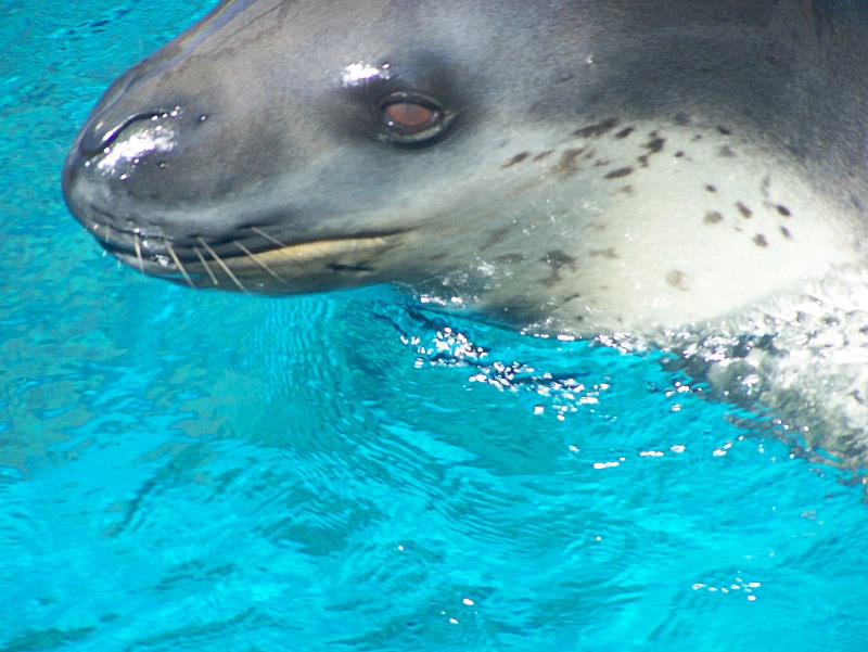Leopard seal closeup