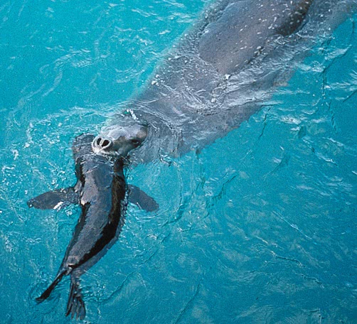 Leopard seal with prey
