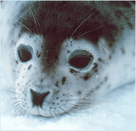 seal closeup