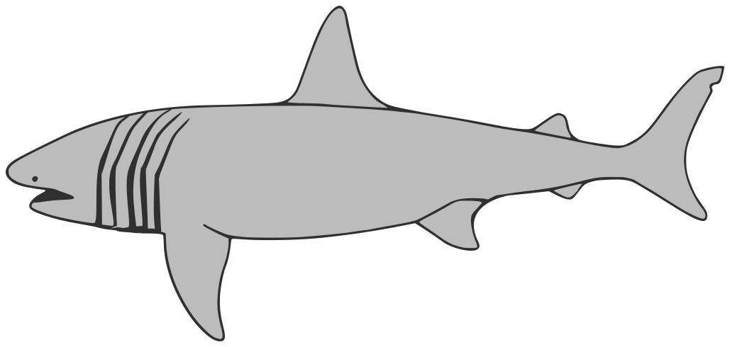 Basking Shark grayscale