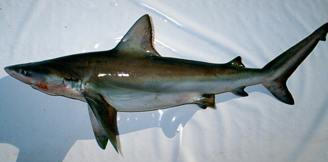 Bignose shark  Carcharhinus altimus