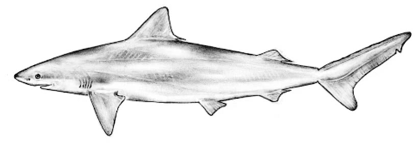 Blacknose shark  Carcharhinus acronotus