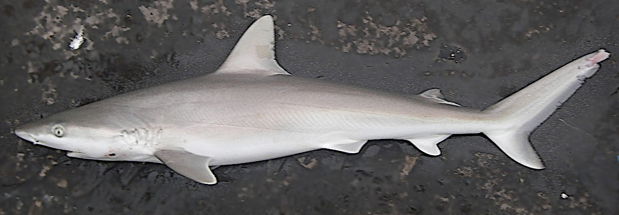 Blacknose shark nmfs