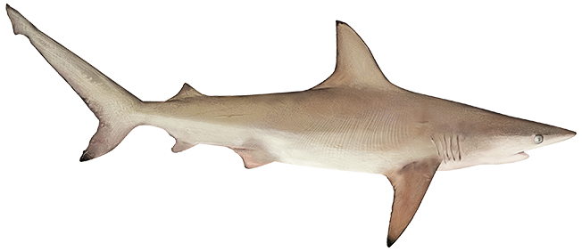 Atlantic blacktip shark  Carcharhinus limbatus