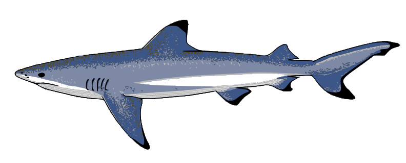 Blacktip reef shark  Carcharhinus melanopterus