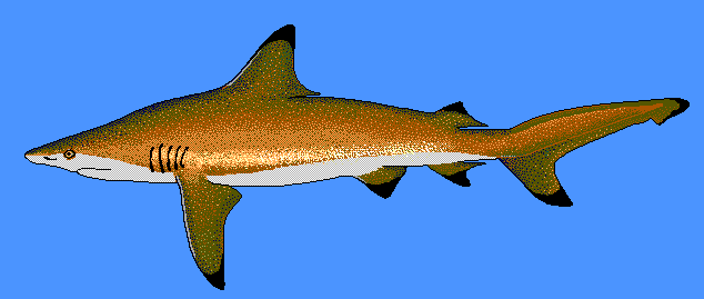Carcharhinus limbatus  Blacktip shark bg