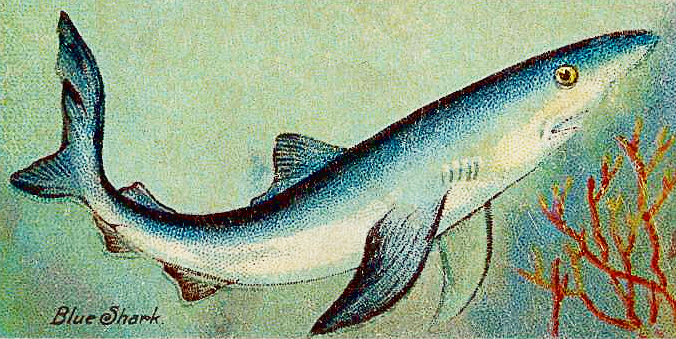 Blue shark  art