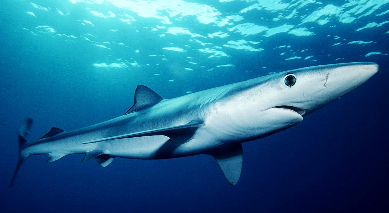 Blue shark photo