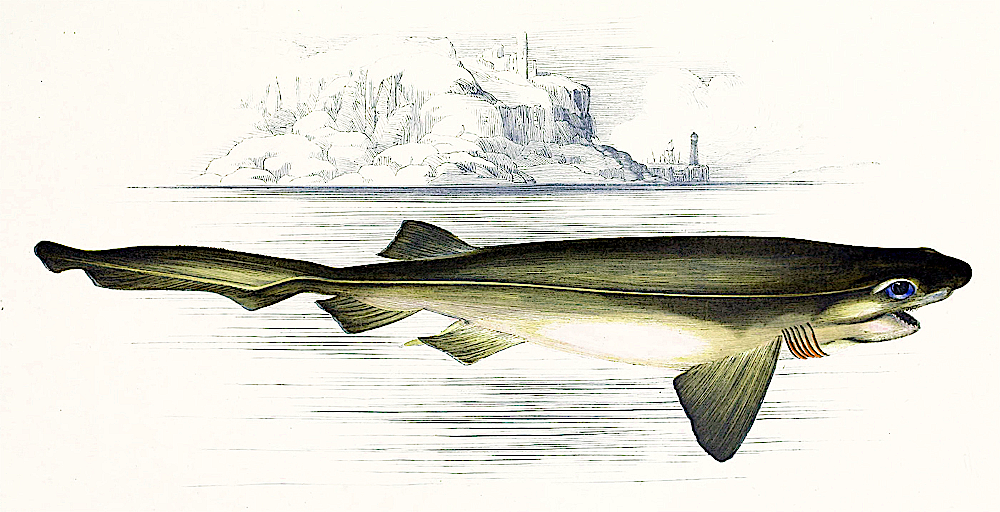 Bluntnose Sixgill shark