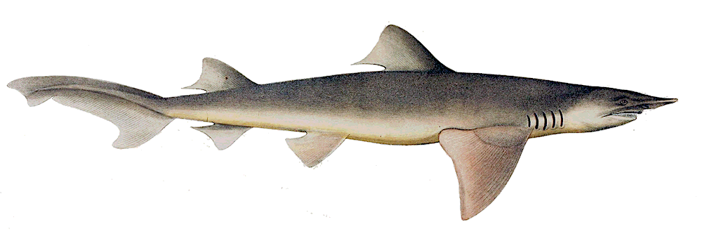 Broadfin Shark  Carcharias temminckii