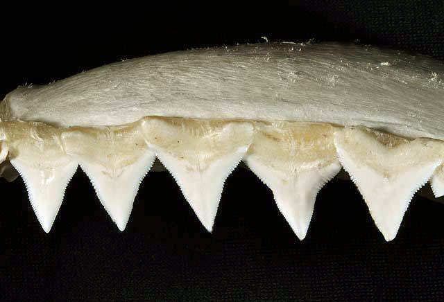 Bull Shark upper teeth