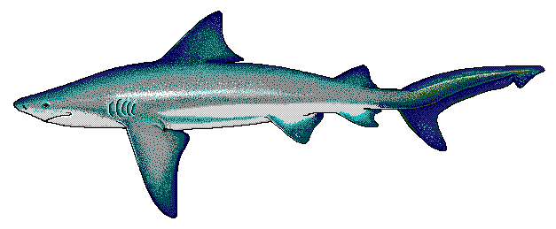 Bull shark  Carcharhinus leucas