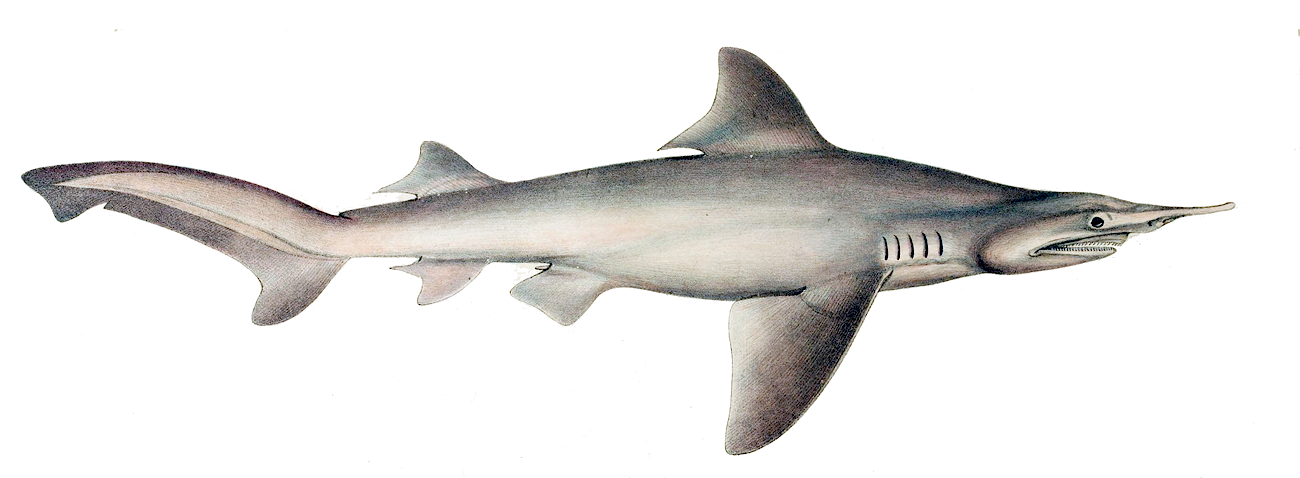 Daggernose Shark  Carcharias oxyrhynchus