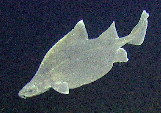 Prickly dogfish Oxynotus bruniensis