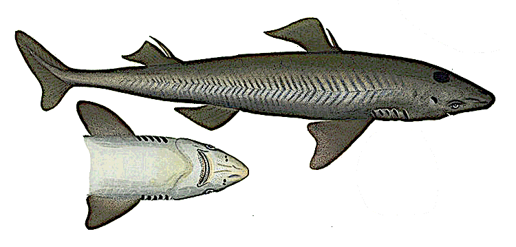 Spiny Dogfish shark  Squalus Acanthias