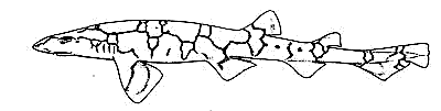 chain dogfish