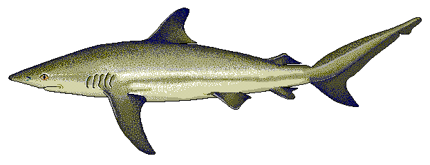 Dusky shark  Carcharhinus obscurus