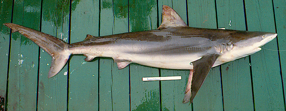 Dusky shark on pier