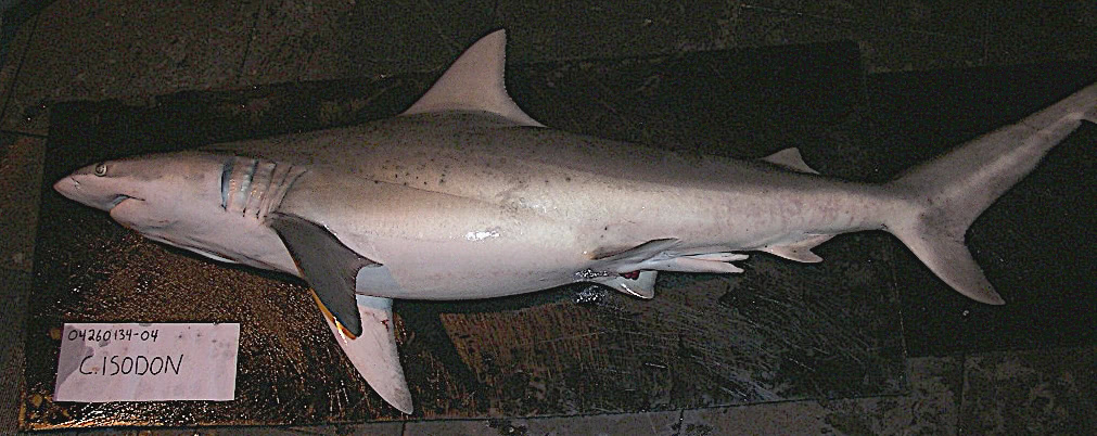 Finetooth shark male  Carcharhinus isodon
