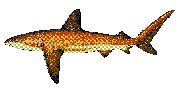 Galapagos shark  Carcharhinus galapagensis