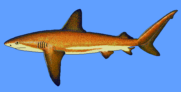 Galapagos shark  Carcharhinus galapagensis BG