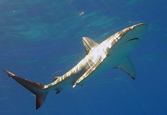 Galapagos shark  Hawaii