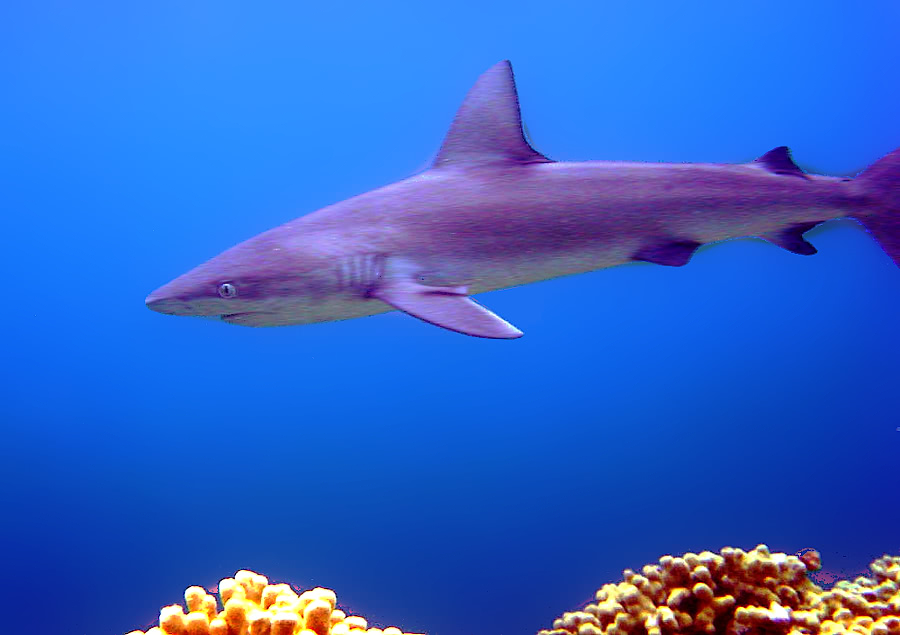 Galapagos shark photo
