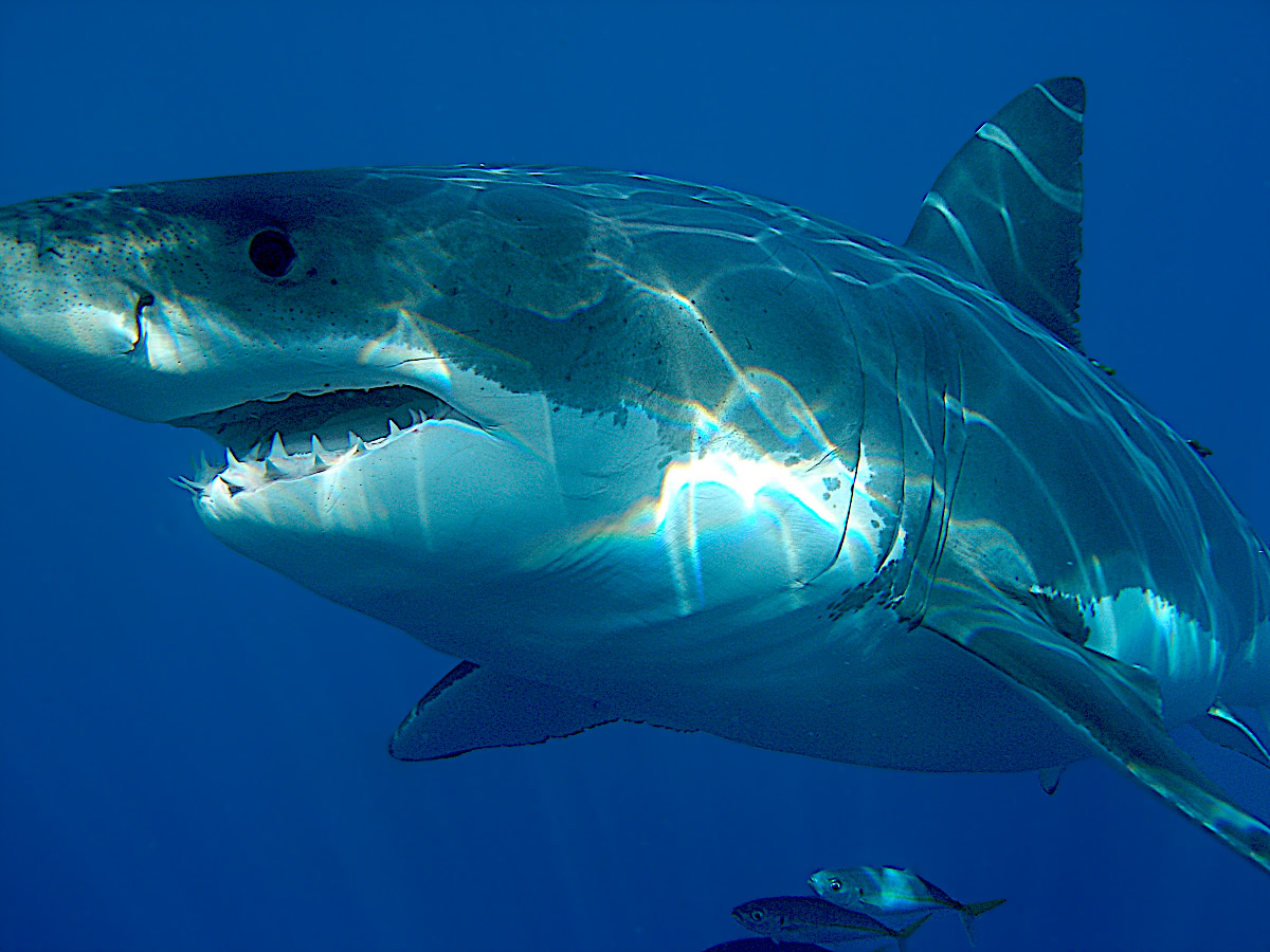 Great White shark  Carcharodon carcharias  photo