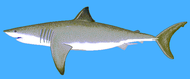 Great white shark  Carcharodon carcharias blue BG