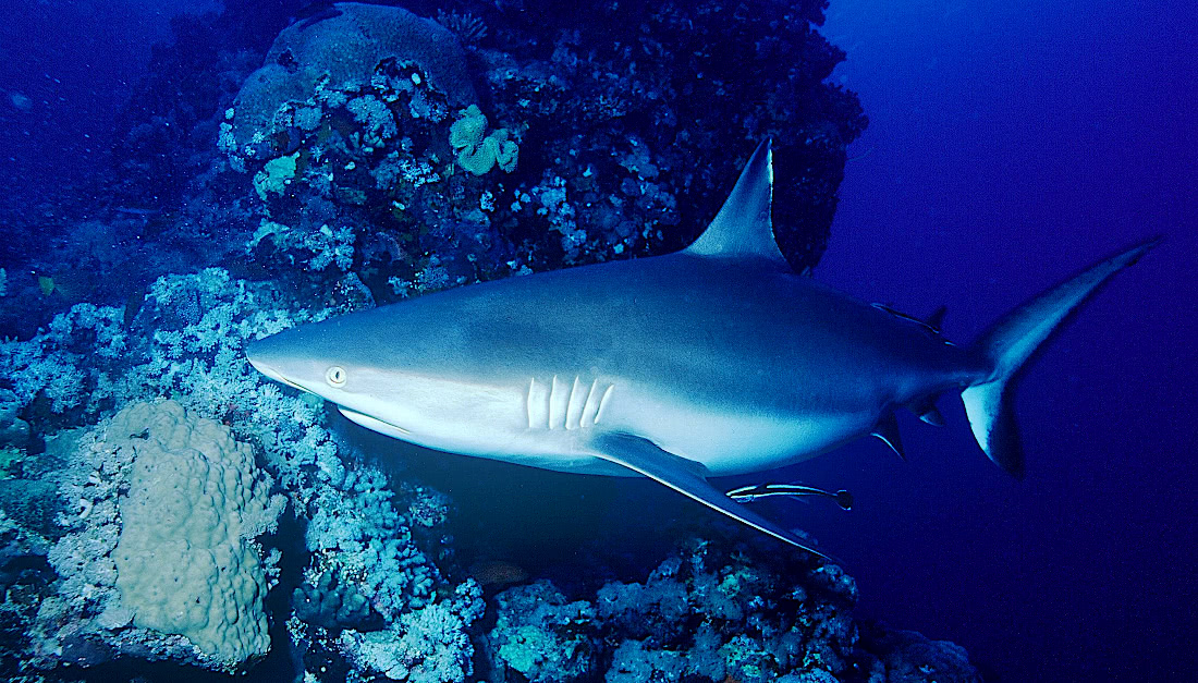 Grey reef shark  Carcharhinus amblyrhynchos