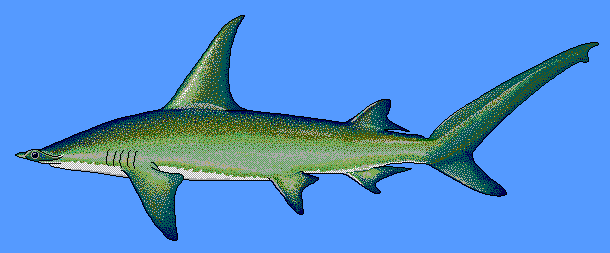 Great hammerhead shark  Sphyrna mokarran blue BG