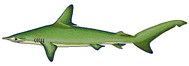 Smooth Hammerhead shark