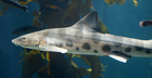Leopard_Shark/