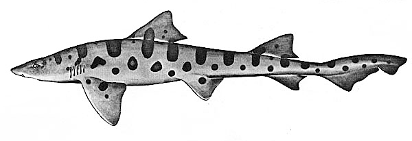 Leopard shark illustration