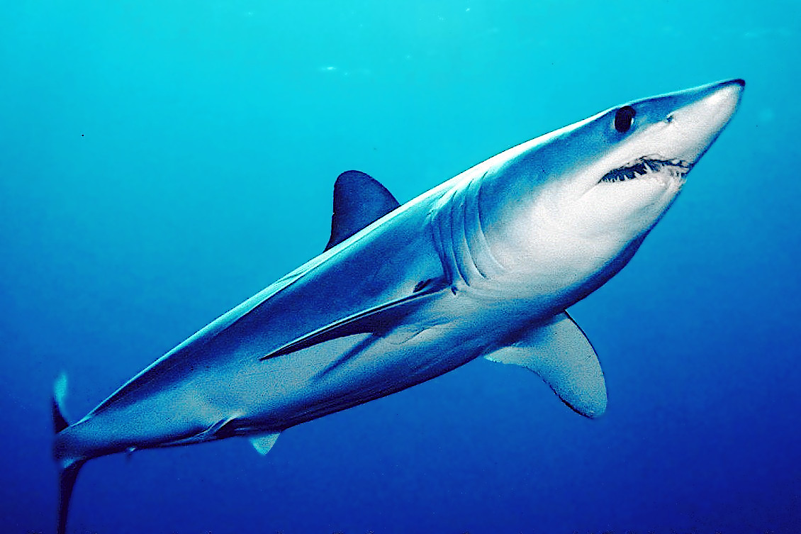 Shortfin mako shark  Isurus oxyrinchus